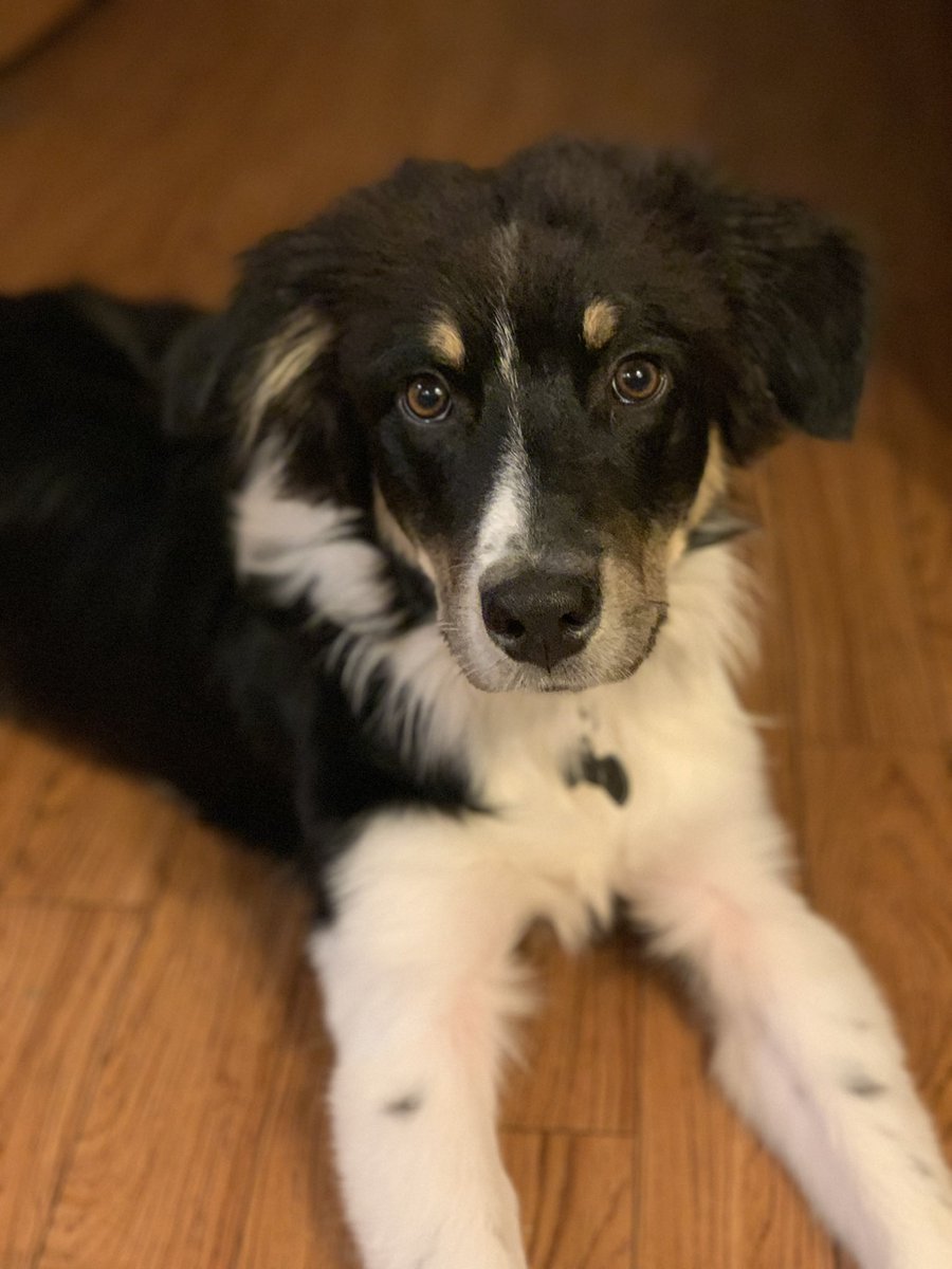 itsMaggieRuth's tweet photo. @smosh This is Beau, my 6 month old Aussie 🥰 https://t.co/yob4v0mCDS