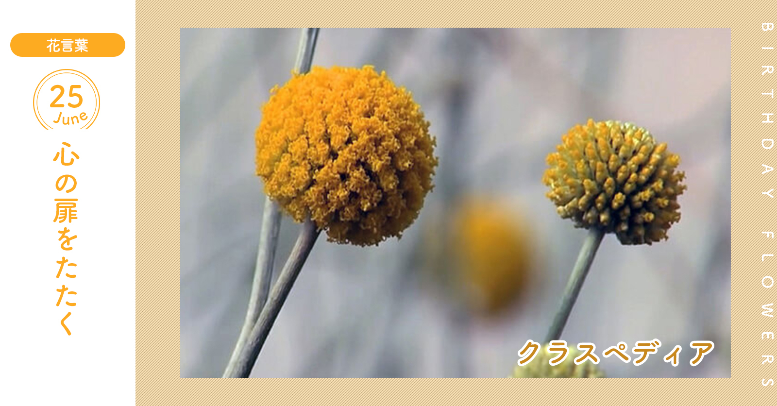 Twitter এ 花キューピット I879 Com 公式 6月25日の誕生花 クラスペディア お誕生日おめでとう 花言葉 は 心の扉をたたく 伸びた茎の先に黄色の花をボール状につけます あなたはこんな人 グチをこぼさず頑張る努力家 同じ誕生日の有名人 藤ヶ谷 Twitter এ 花キューピット I879 Com 公式 6月25日の誕生花 クラスペディア お誕生日おめでとう 花言葉 は 心の扉をたたく 伸びた茎の先に黄色の花をボール状につけます あなたはこんな人 グチをこぼさず頑張る努力家 同じ誕生日の有名人 藤ヶ谷