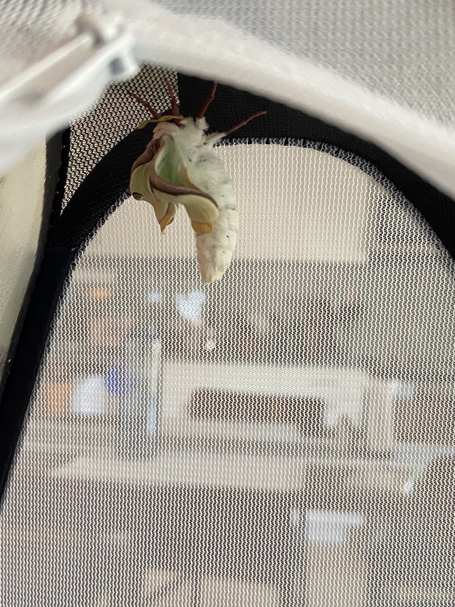 These photos are 5 mins apart... wings doubled in size! Ill keep posting wing updates!