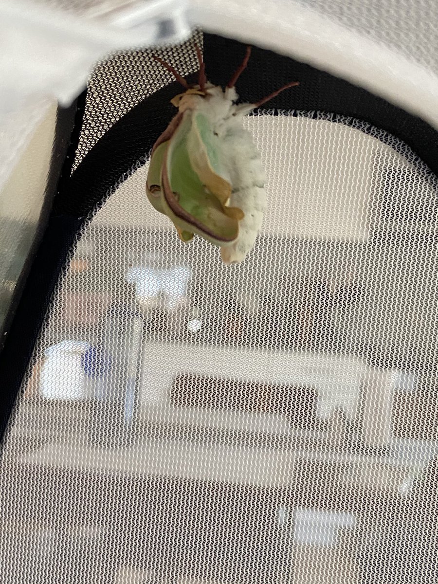 So big!! Sorry these arent great photos, i dont wanna jostle her too much by putting my phone in the enclousure