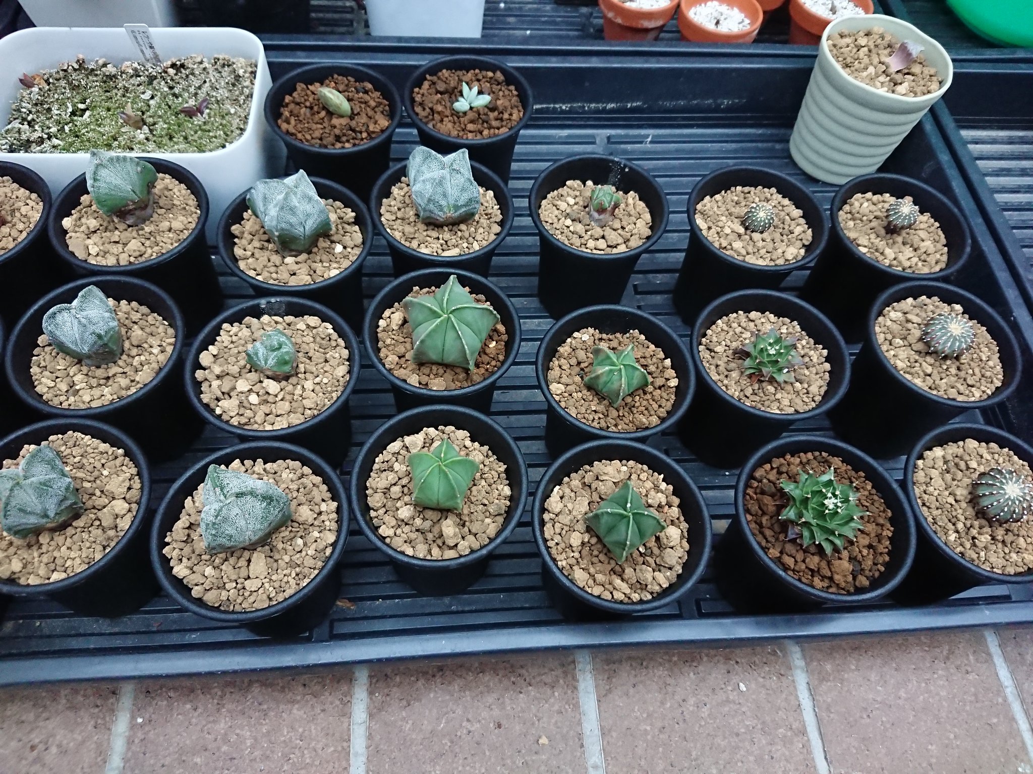 ゲオヒントニア Twitter Search Twitter