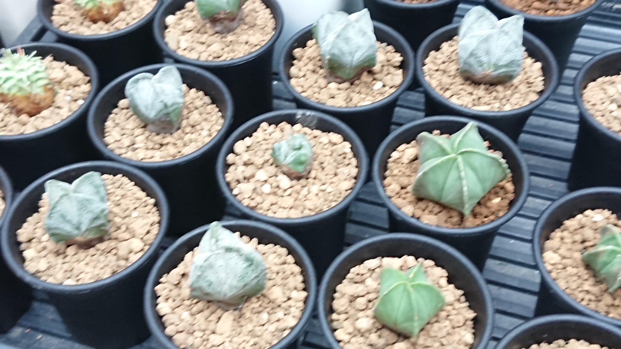 ゲオヒントニア Twitter Search Twitter