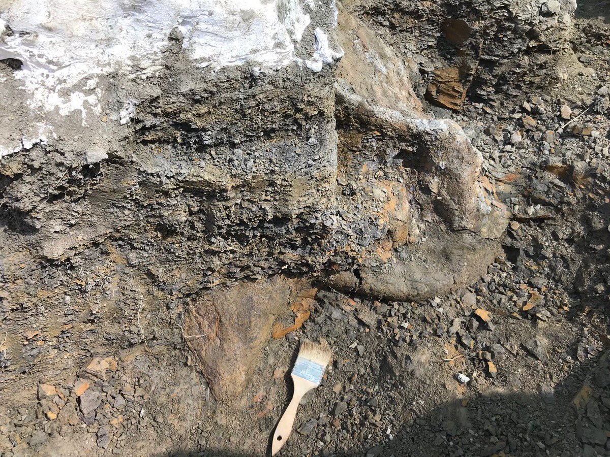 Then we were off to the races to uncover the nose horn & snout. Because we now knew the orientation, we could let  @Ehmee uncover these key parts of the skull, on camera for  #PrehistoricRoadTripPBS. We could not have planned a better day. UNBELIEVABLE. You can’t make it up better.