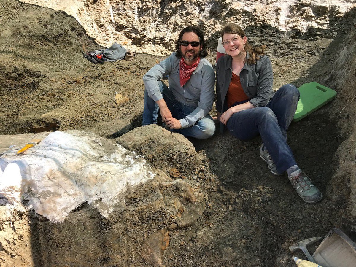 Then we were off to the races to uncover the nose horn & snout. Because we now knew the orientation, we could let  @Ehmee uncover these key parts of the skull, on camera for  #PrehistoricRoadTripPBS. We could not have planned a better day. UNBELIEVABLE. You can’t make it up better.