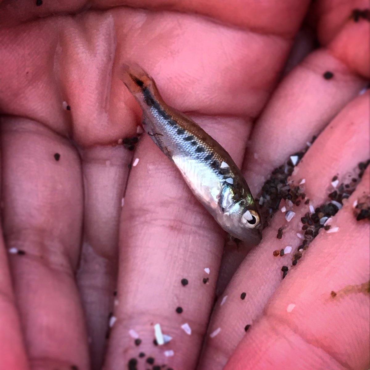 Nishine Lure Works 今日の夕方も家族でビーチに散歩に行ったら めちゃくちゃ嬉しい出会いが 砂浜にザザ っと押し寄せた波が引いた後 砂の上で小魚がピチピチ跳ねてたので捕まえたら なんと可愛いバスちゃん 見て見て見てぇ