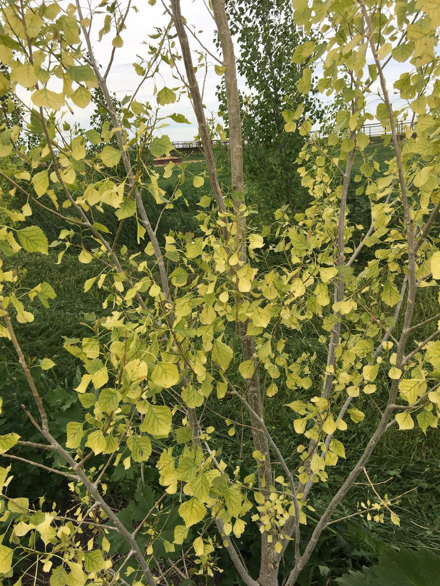 Does anyone know what's turning my trees yellow? We're not that dry and others in the same row look fine?? Poplar and willow.
