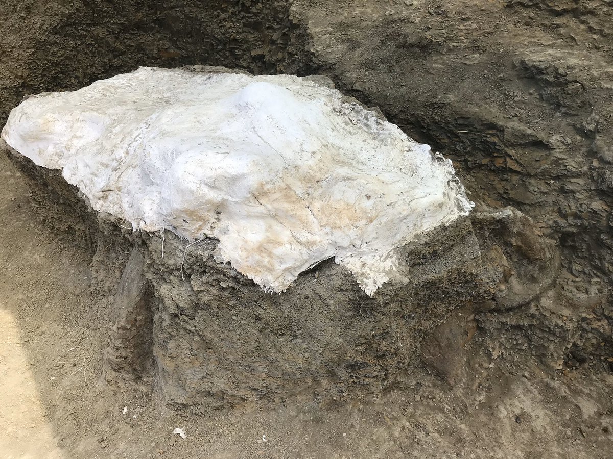 Our Triceratops skull. We could not have been more elated. I will remember it for the rest of my life & tell all my students about that incredible day. A classic serendipitous field story. What a ride.  #PrehistoricRoadTripPBS