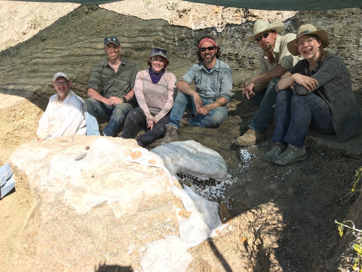 Our Triceratops skull. We could not have been more elated. I will remember it for the rest of my life & tell all my students about that incredible day. A classic serendipitous field story. What a ride.  #PrehistoricRoadTripPBS