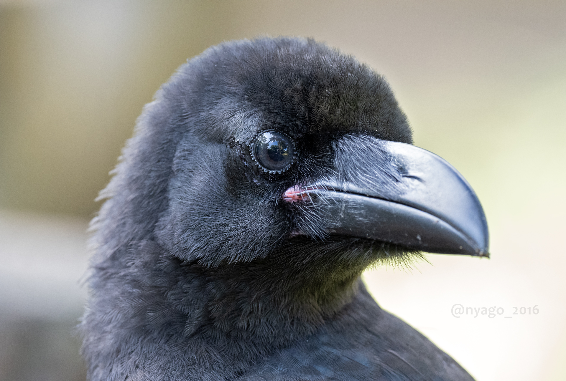 Nyago 幼鳥 カラス さんのお顔観賞用です 烏 Crow 鳥 野鳥 Bird Wildbird 顔 Face T Co Gcofgrq7zt Twitter