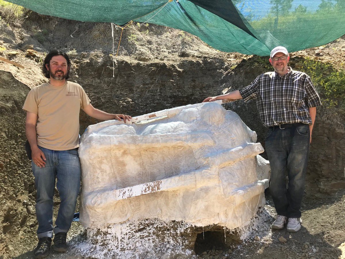 Then came the BIG task of taking this skull out of the ground. Triceratops has the largest head of any dino-over 7 feet long! Our team dug for the next 2 weeks. Expert tech Ian Morrison  @ianm222 and Ryan W flipped the skull & pulled it out of the quarry  #PrehistoricRoadTripPBS