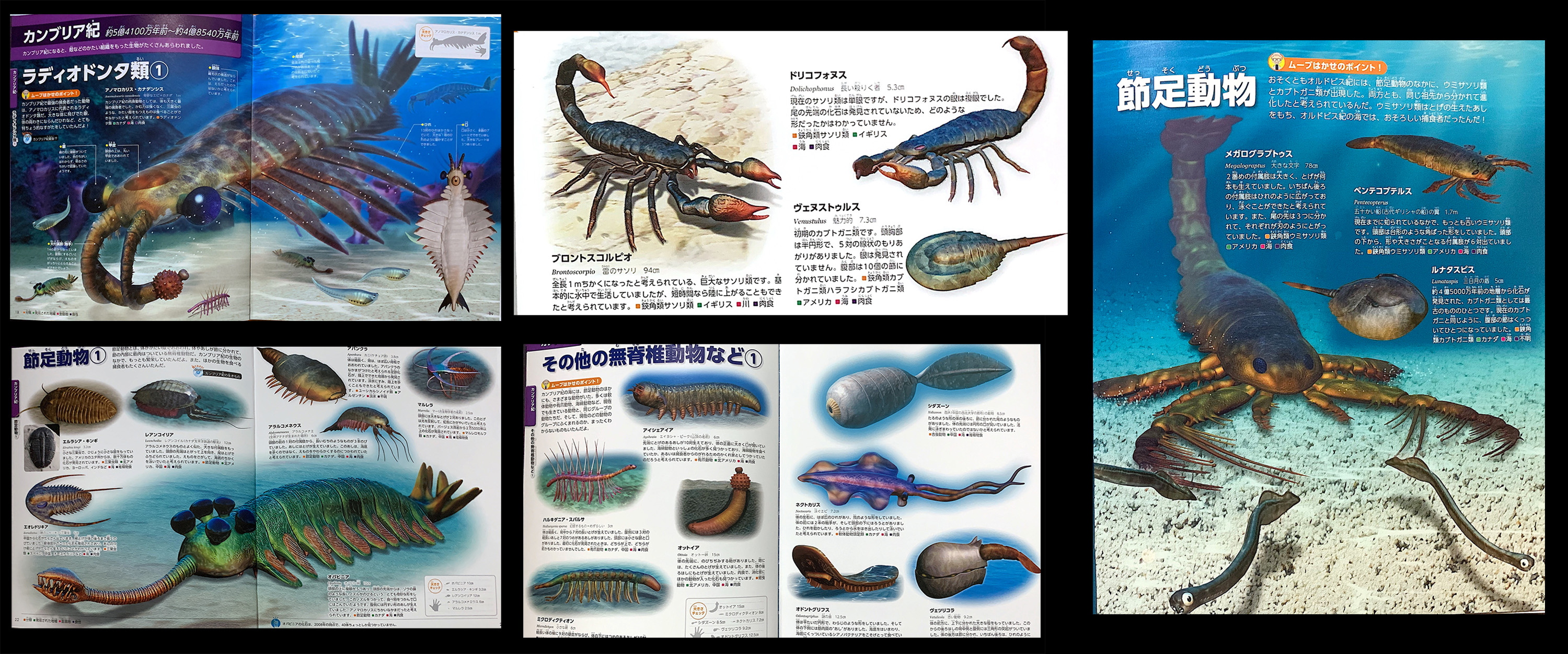 تويتر Aichi على تويتر 講談社move図鑑 大むかしの生き物 が出ました 私はもっぱら古生代の節足動物を中心に100点ほど描いています コロナで編集部も人が居ない中でなかなか大変でした アノマロカリスも最新の研究でどんどん姿が変わってきています