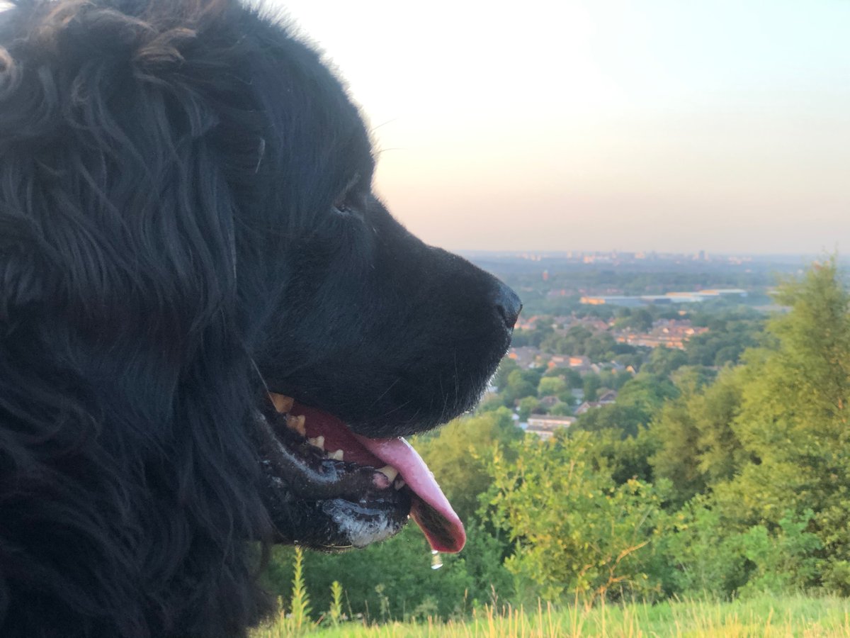 carinasmurphy's tweet photo. Another day, another sunset. Lickey Hills with all the boys 💙
#lickeyhills #sunset #dogs #newfie #newfoundland #labrador #Birmingham https://t.co/hvsdNROADa