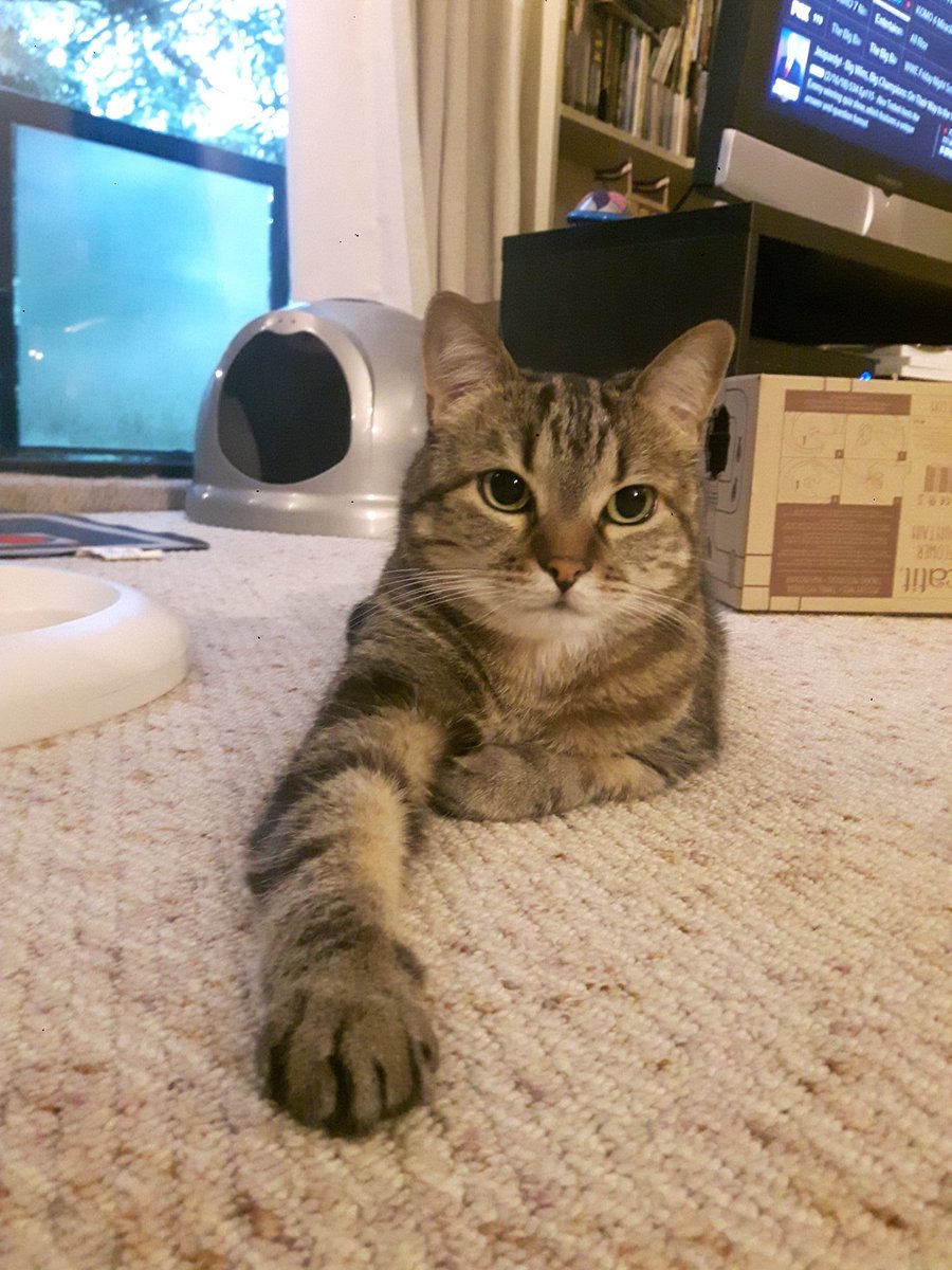 Self-care kitty says "how are YOU doing today?"