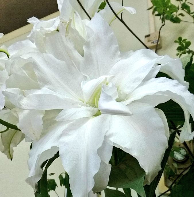 八重のユリ 八重のユリ