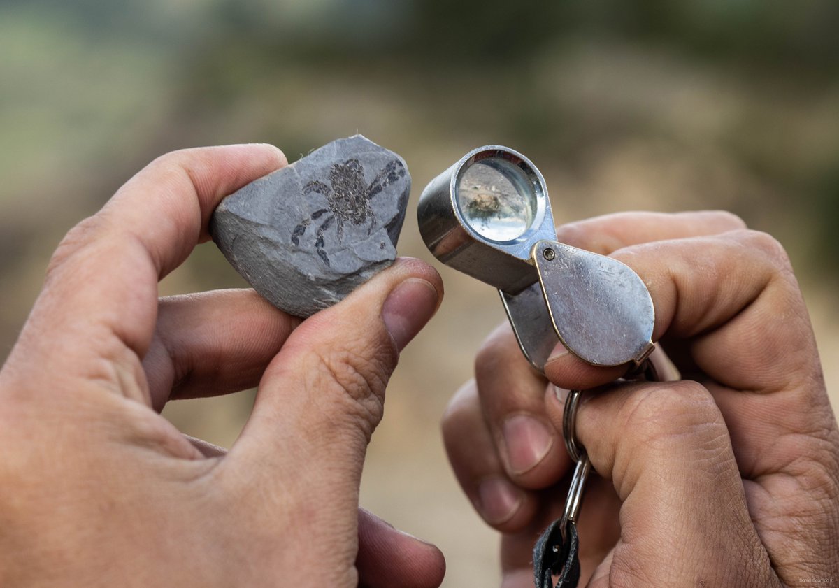 Hoy Colombia es uno de los países más biodiversos, ¿pero cómo era su diversidad en el pasado? Hola, soy Javier Luque, investigador postdoctoral colombiano en la Universidad de  @Yale, interesado en la preservación excepcional de los fósiles en el trópico  #ElDesparche 1/16