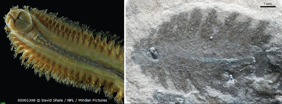 La preservación excepcional nos permite reconocer detalles en organismos fósiles que de otra forma sería imposible reconocer, como Protopholoe colombiana, el gusano de cuerpo blando más antiguo de Sur América quien preserva piel y finos ‘pelos’ ¿Los ven?  #ElDesparche 4/16