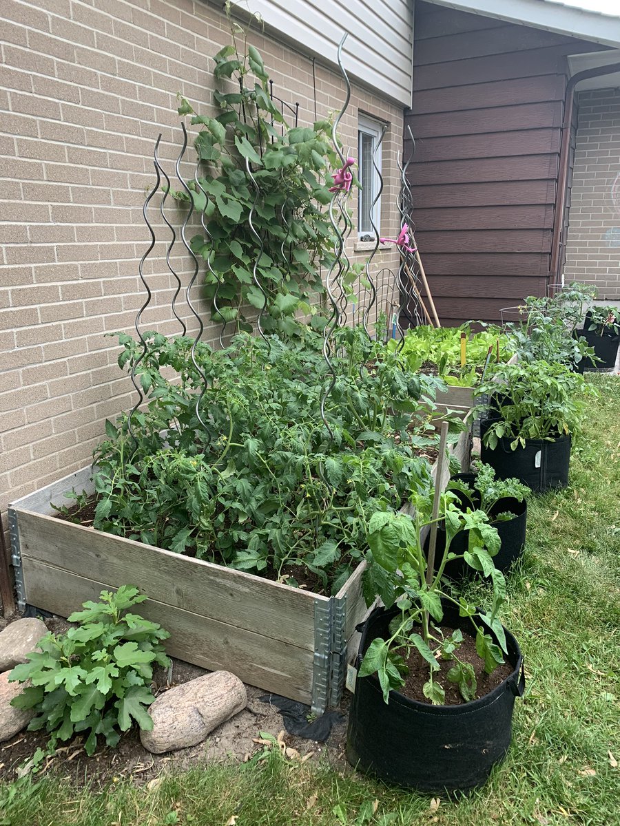 Nothing like watching it all grow! 🌱 #raisedbedgardening #trialanderror #CCGreenThumb #CCSustainability