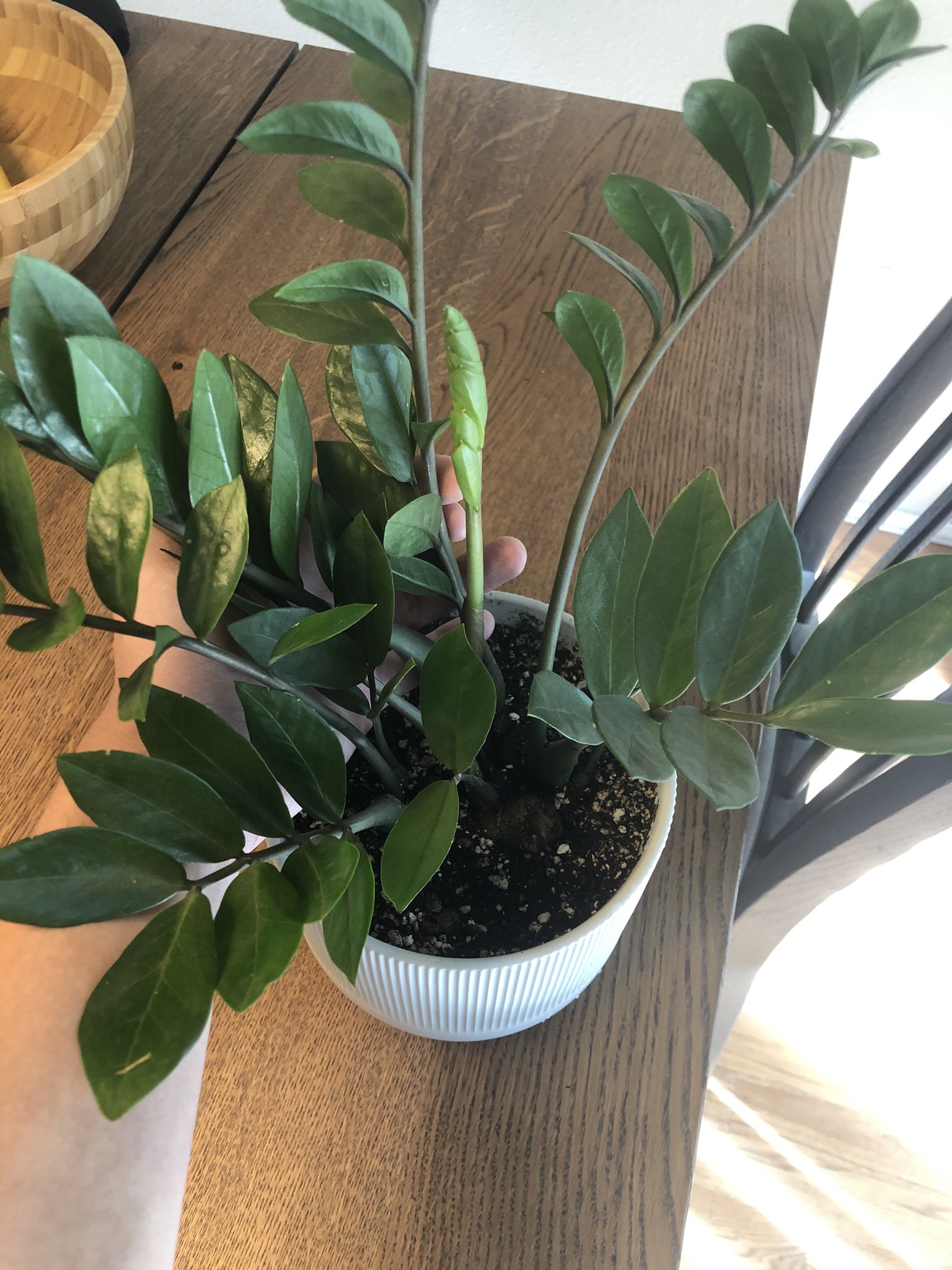 Ryan Lecount Get Yourself A Zz Plant I Haven T Watered This Baddie In 6 Months And She S Putting Out New Growth Literally My Fave Hands Off Plant For Sure They