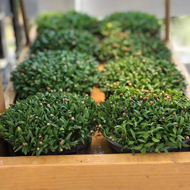 Quantum Microgreens tweet media