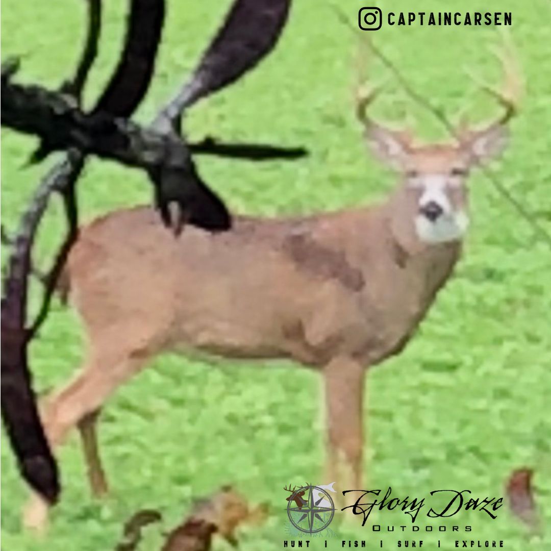 Captain_Carsen's tweet photo. Florida can grow big deer too, you just have to step up the nutrition
#isitseptemberyet #whitetailbuck #bigbuck #bigbucks #whitetaildeer #whitetailhunting #whitetailwednesday #deerhunting #foodplot #howdoyouhunt #deermanagement #qdma #whitetaildeerhunting #hunthard  #livetohunt https://t.co/mwnK3nIC3d
