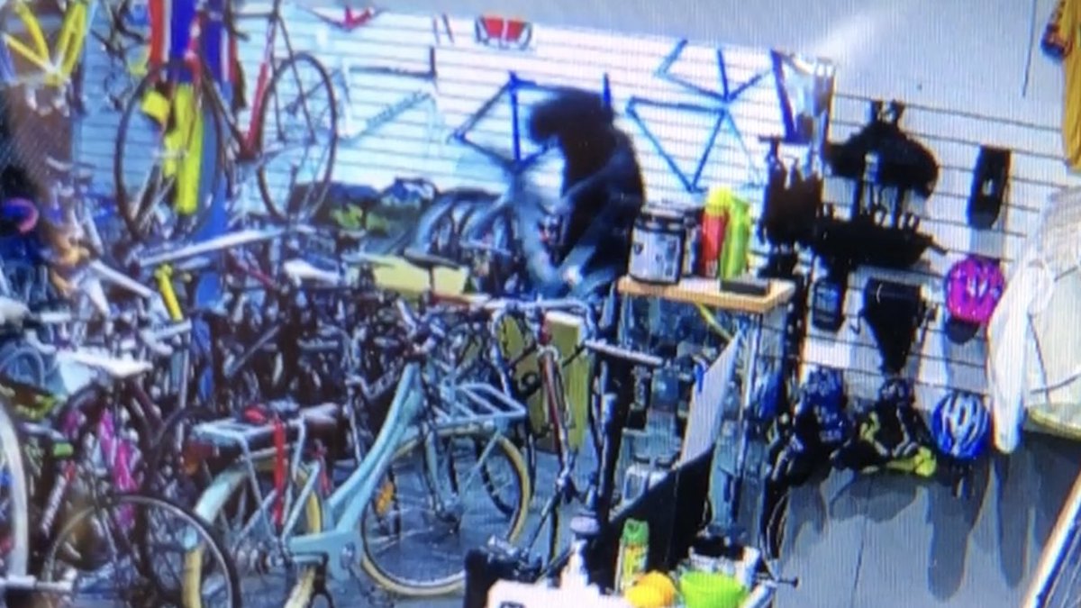 A BMX bandit with a big Afro bored his way through the brick wall of a Stepney bike store overnight @10NewsFirstAdl