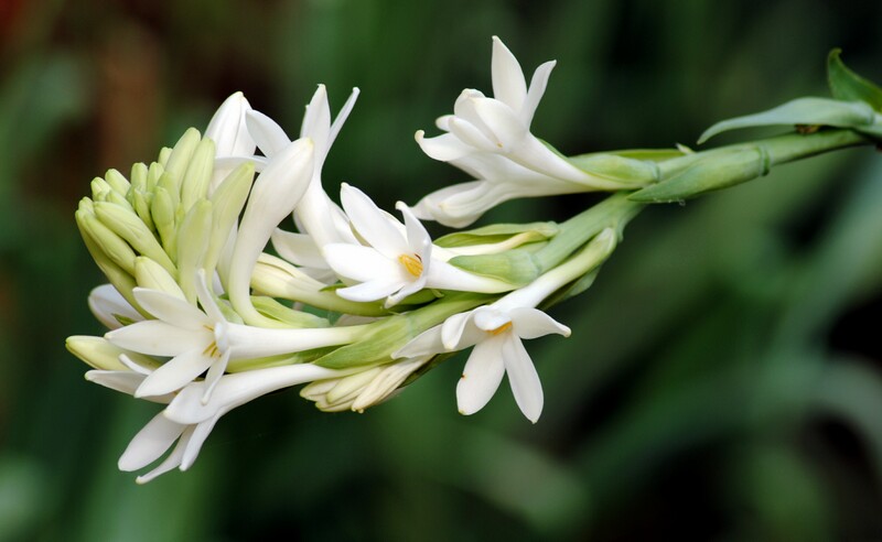 Story of a flower - Rajanīgandhā (= Tuberose)Rajanīgandhā रजनीगंधा (night scented flower i.e Agave amica, formerly Polianthes tuberosa) is a flower having its origin in Central America.