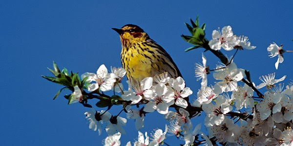 LinosVersion's tweet photo. Go no further than your yard with five fun nature quests that will help you discover flora and fauna near and far. #ParksHomeAdventure

https://t.co/y39C7wVCBD https://t.co/1PnAURYMZN