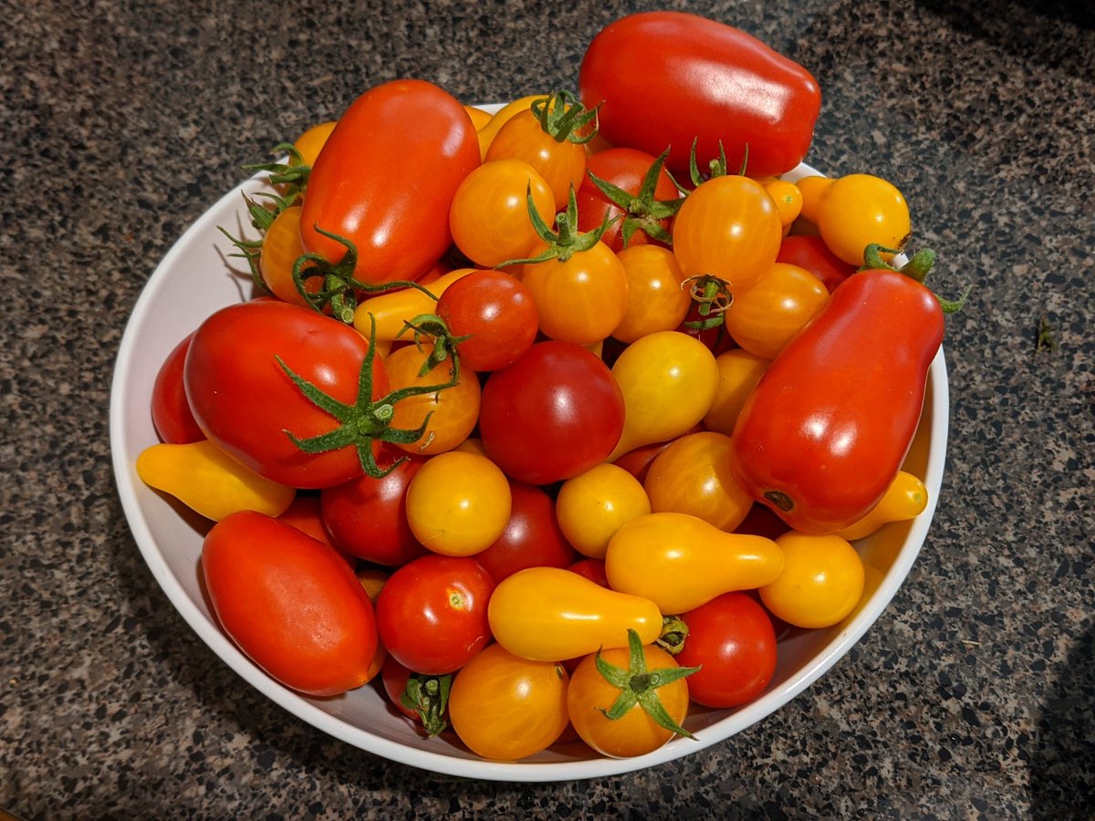 traderDanielle's tweet photo. Three years of #gardening later and I finally have an actual tomato harvest! 

#dontgiveup #workhardplayhard #persistence https://t.co/oGdqQoU5zl