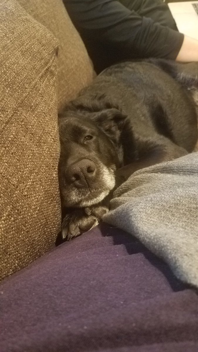 IzzyTessler's tweet photo. Using mom as my personal pillow 😴 https://t.co/FUuluICllv