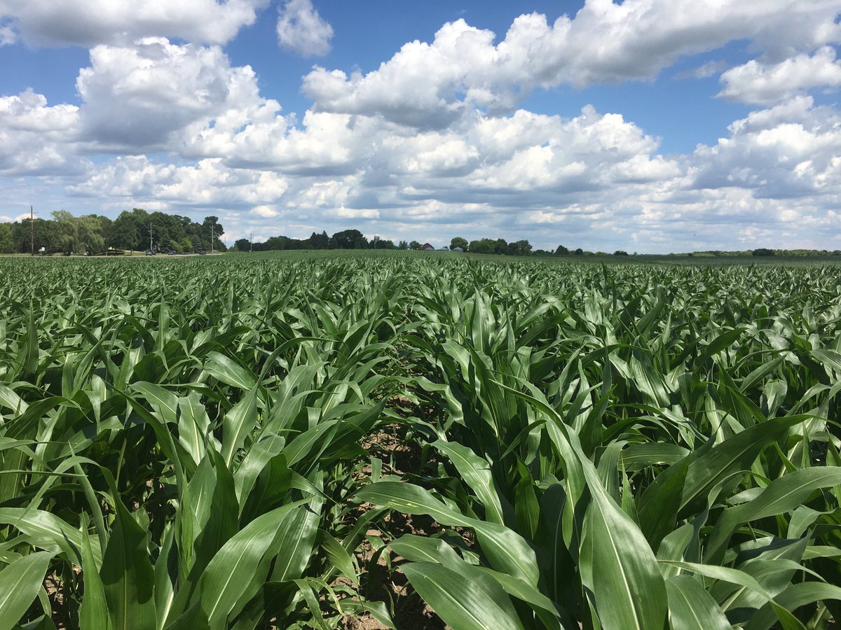 Field variability, soil tilth, drainage , residue and available oxygen ...same hybrid same row, same planting depth 300’ apart. Different output..compaction, drainage , and residue reduce maximum performance abilities of a hybrid. East central MN #scoutNK2020, ⁦<a href="/NorthernNK/">NKNorthern</a>⁩