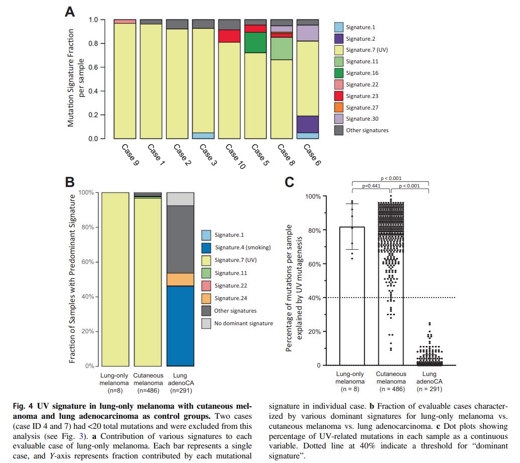 This is direct evidence that lung-only melanomas are metastases from occult (likely regressed) cutaneous melanomas... as lung is, of course, one of the places “where the sun don’t shine”. 3/