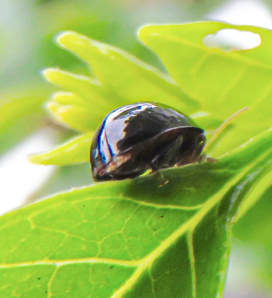 Mamiso シマトネリコ ヘリグロテントウノミハムシ 鉢植えのシマトネリコにてんとう虫っぽい虫がいる でもすごく小さいな と思っていたら やっぱりてんとう虫ではなく樹木の葉を食べつくす ヘリグロテントウノミハムシという虫だった オーマイガーッ