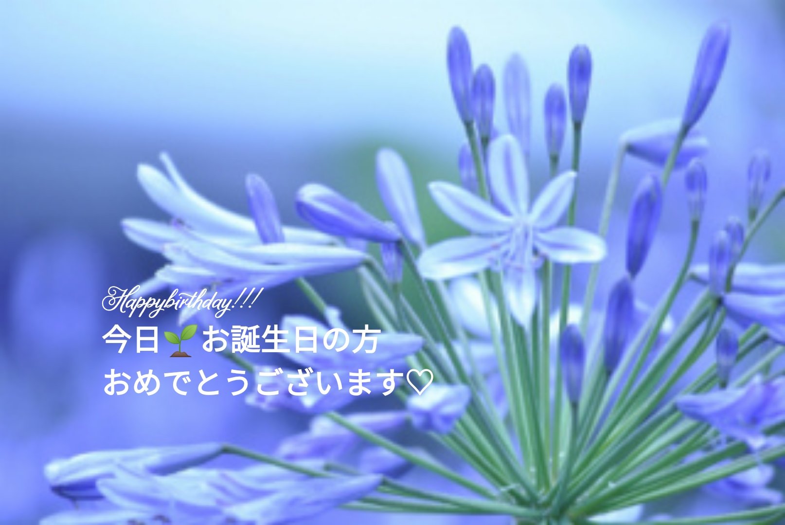 Joze ジョゼ V Twitter 6月25日の誕生日花と花言葉 アガパンサス 花言葉 恋の訪れ アフリカ原産です アガパンサス は ギリシャ語で 愛 という意味のアガペーと 花 という意味のアンサスという言葉から来ています もう少しがんばろう T Co