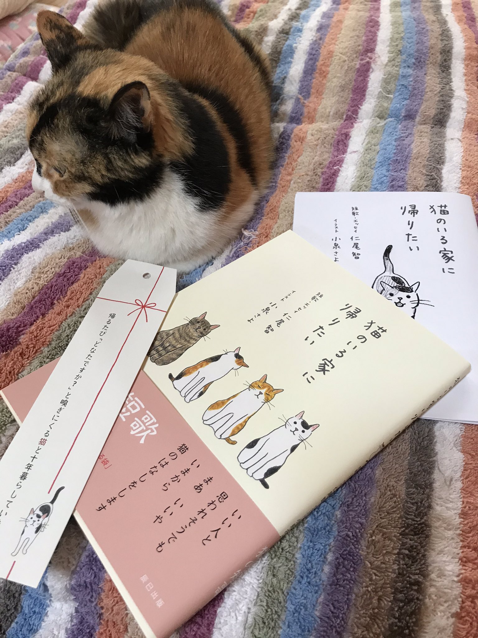 小泉さよ Twitter Search Twitter