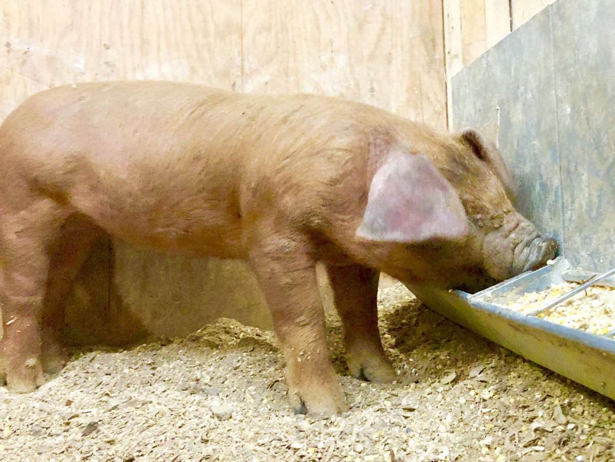 JeremyH750's tweet image. #baconmaker #bacon #pork Packing on the pork 👍