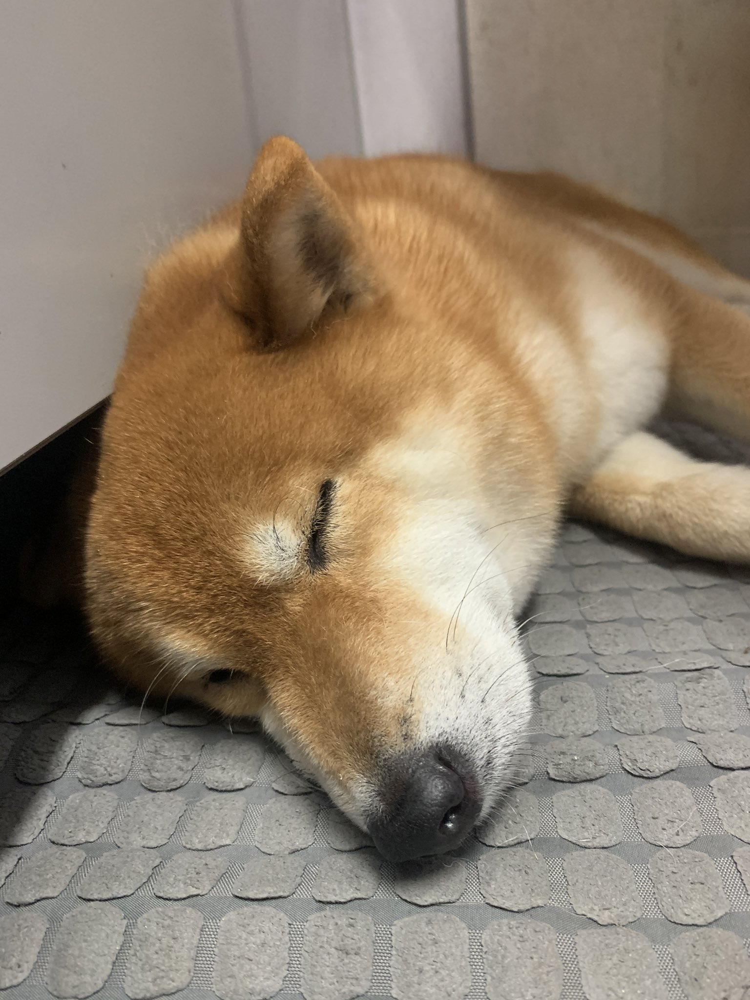 こたろうくん わざわざ狭いところに入って寝る犬 T Co Dfwypmafcn Twitter