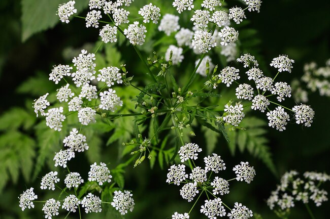 List Of Plants Poisonous To Goats