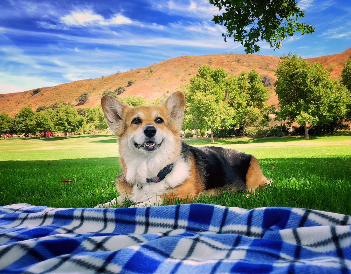Bottle of rosé: $3.50
Picnic blanket: Free (thank you Staduim giveaways)
Spending an afternoon in the park with your corgi: Priceless
#WineWednesday #TeddyBearPicnic