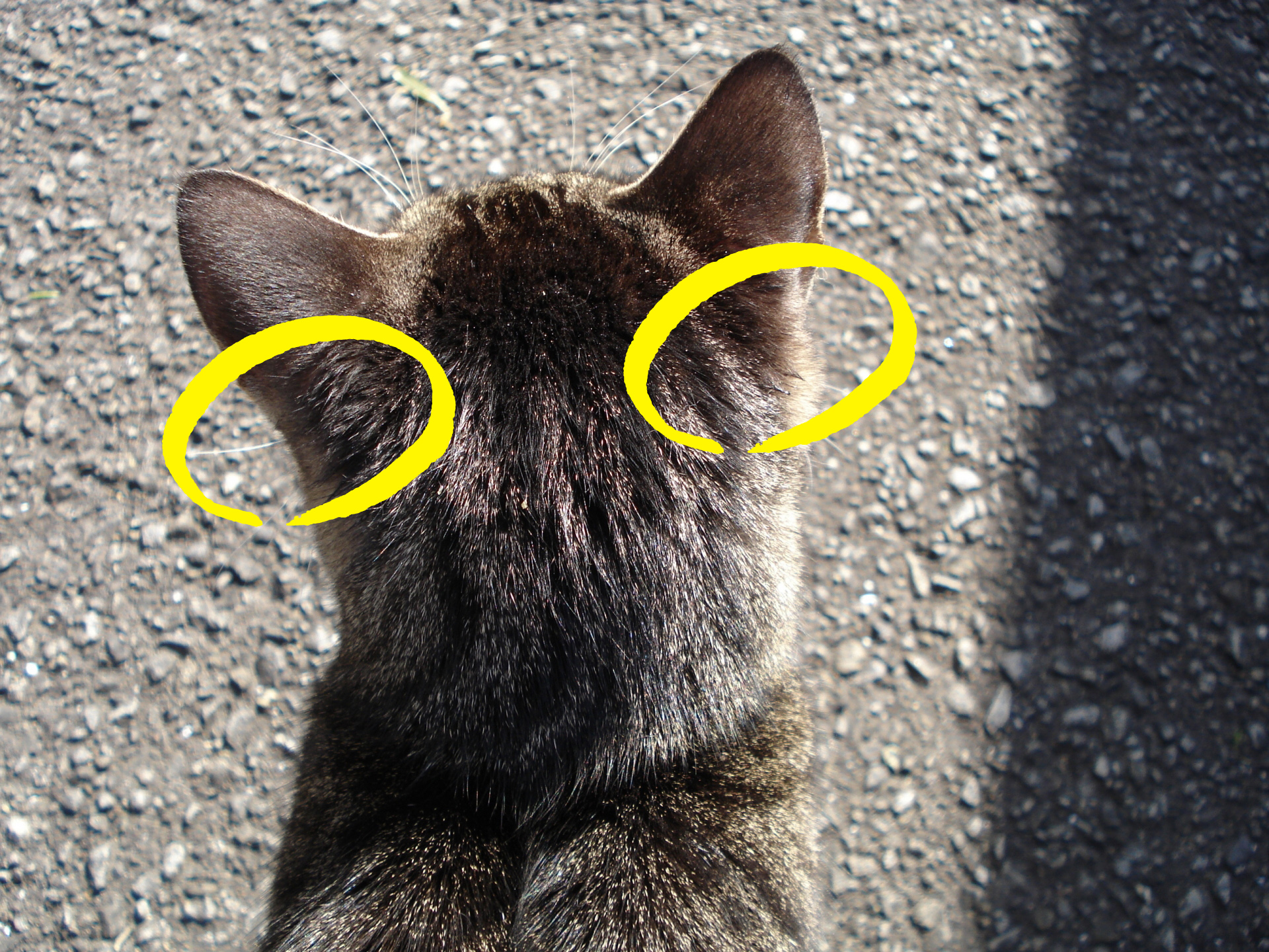 猫ねこ部 公式 猫の耳後ろあたりのふわふわの毛が好きな人は いいね T Co Nbw3f6yh7d Twitter