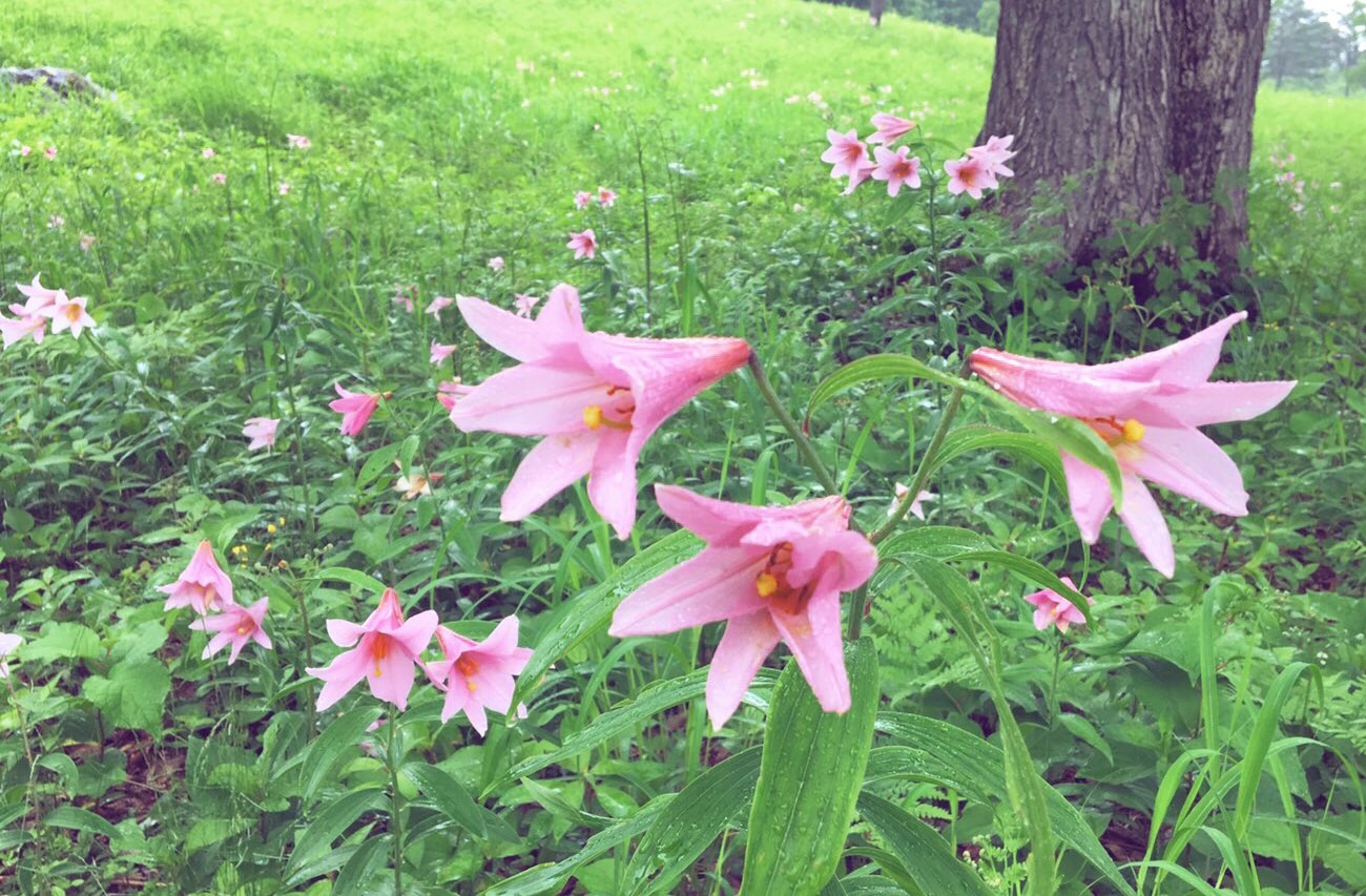 セメダイン 6月25日の誕生花はユリです ユリの花粉って驚くほど落ちにくいですが 粘着力がとても強いんだそうです 受粉のチャンスを高めるために身につけた くっつく力 すごいですね 誰か落とし方おしえてください T Co Qxmg9zrds4