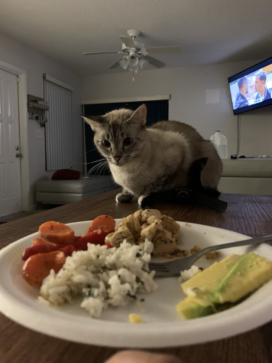 lilytalkingcat's tweet photo. mom told me to stare, but not grab 🥺 https://t.co/qzITo3Ar5m