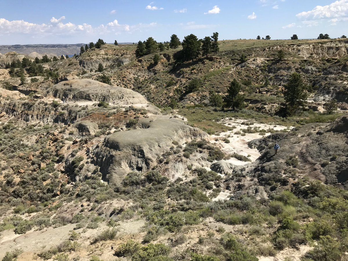 The story of our  #PrehistoricRoadTripPBS Triceratops started in 2018,  @ROMToronto started a 5-year project to survey Hell Creek Fm in Montana to learn more about the mass extinction that killed off the non-bird dinosaurs, along with so many other organisms 66 million years ago.