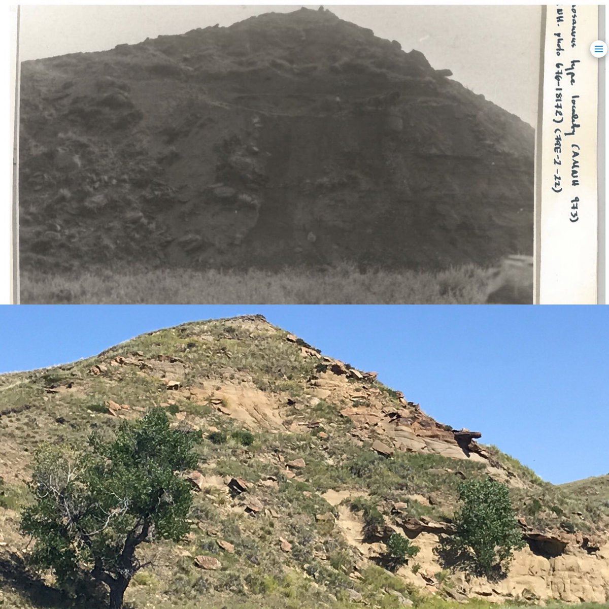 The area we were searching is in Garfield County, MT near Snow Creek- only ~1 mile from where Barnum Brown from the  @AMNH collected the first named specimen of Tyrannosaurus rex in 1902! I was lucky enough to visit the site & take vital stratigraphy data  #PrehistoricRoadTripPBS