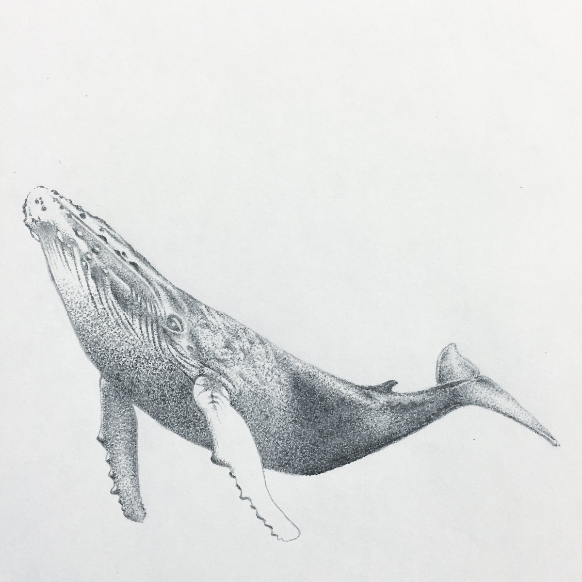 vampire_muggle's tweet photo. my art
#art #pencilart #humpbackwhale #whale #bat #feather #crow #kingfisher #アート #シャーペン https://t.co/ikvUS6tMbx