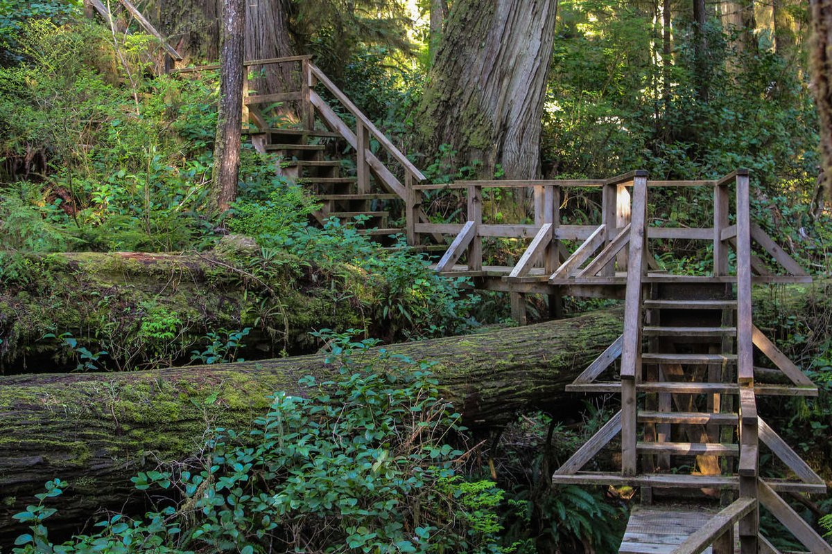 mickiselvitella's tweet photo. A wonderful walk above the floor of the rain forest at Pacific Rim National Park &amp; Reserve, Vancouver Island, British Columbia, May 2017. @ Pacific Rim National Park Reserve https://t.co/AIER2DyFsq https://t.co/eIuuNpVahf