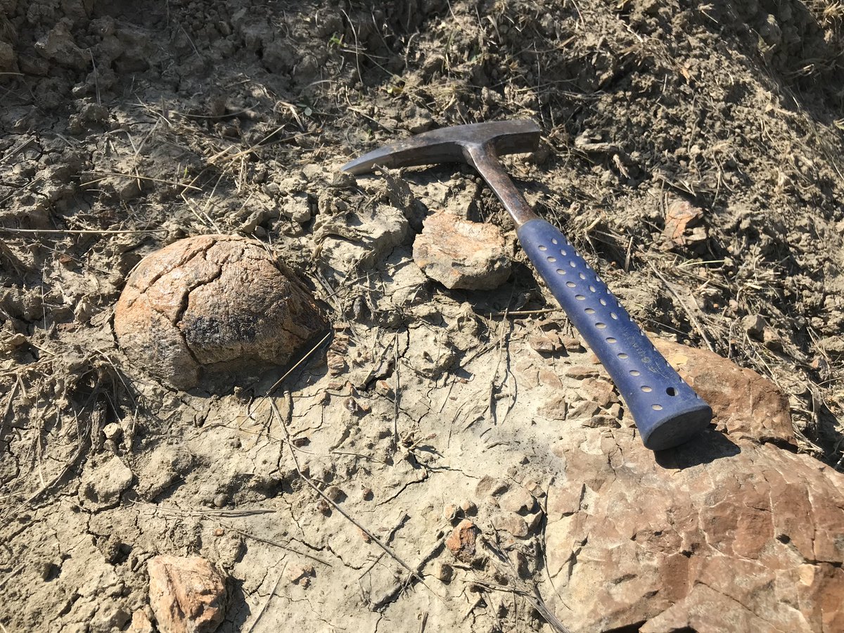 On the SECOND LAST DAY of our first field season, paleo-artist extraordinaire Danielle Dufault  @MesozoicMuse, who was prospecting w @ashionyx, found this HUGE rounded ball of bone sticking out of the rock in the badlands.  #PrehistoricRoadTripPBS