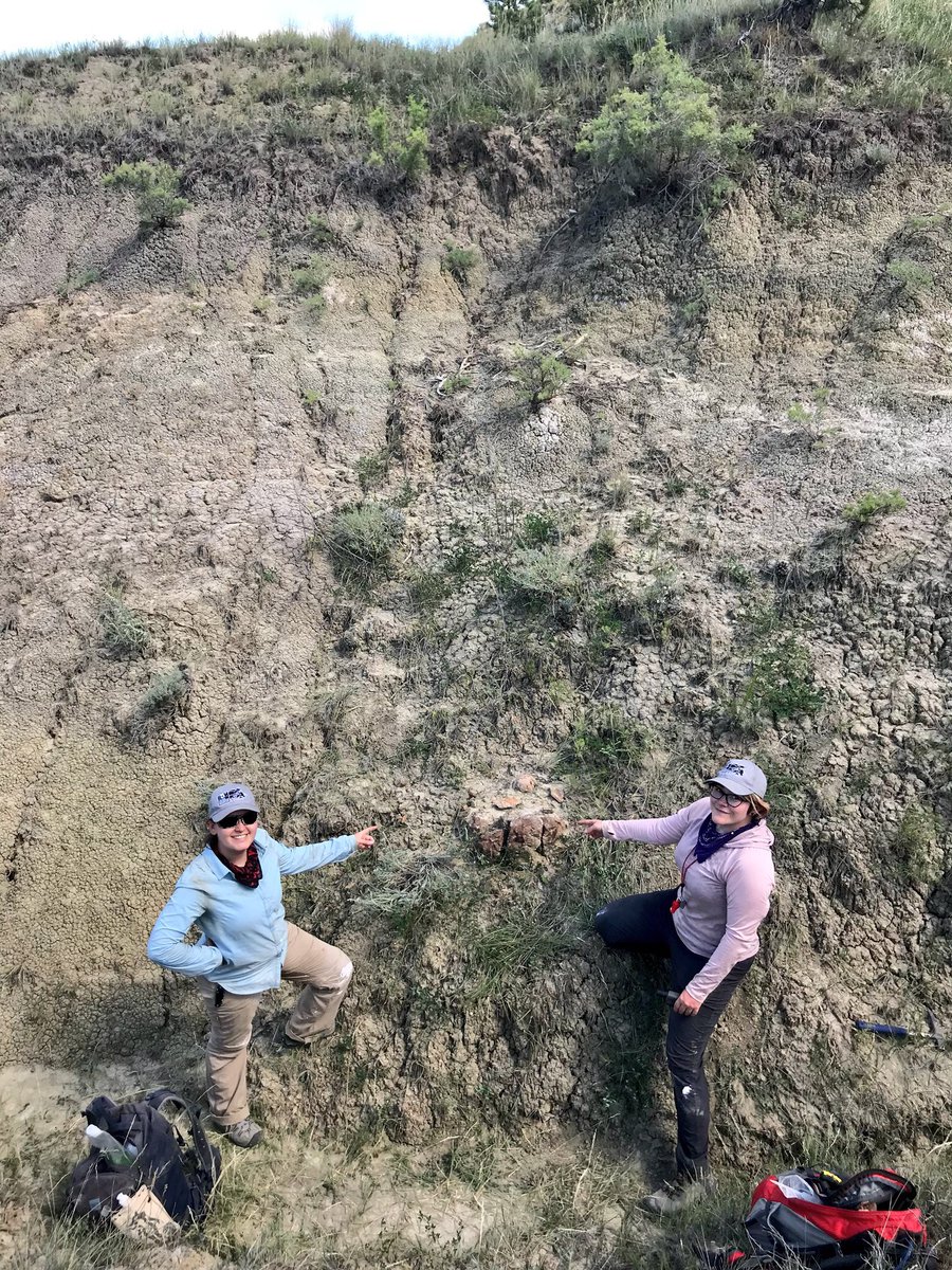 On the SECOND LAST DAY of our first field season, paleo-artist extraordinaire Danielle Dufault  @MesozoicMuse, who was prospecting w @ashionyx, found this HUGE rounded ball of bone sticking out of the rock in the badlands.  #PrehistoricRoadTripPBS