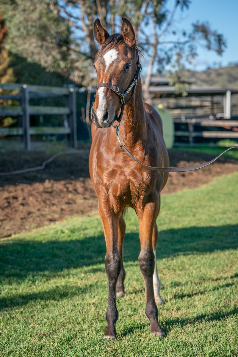 Berkeley Park Stud tweet media