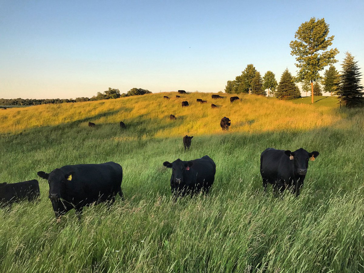vacas_negras's tweet photo. Treat your ladies like you treat your cows.... feed them and tell them they’re pretty https://t.co/ac33VJDKDj
