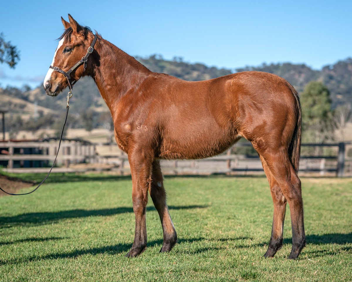 Berkeley Park Stud tweet media